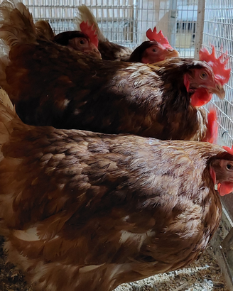 Galline