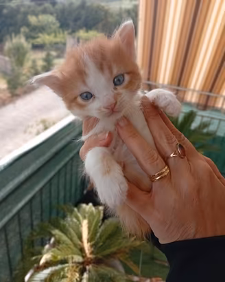 Gattino incrocio