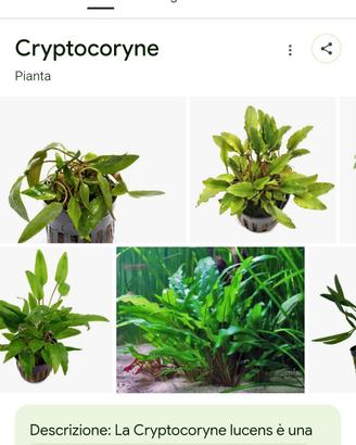 cryptocorine e salvinia in super sconto 