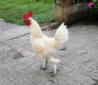 Galletti nani ornamentali