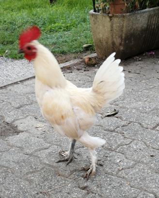 Galletti nani ornamentali