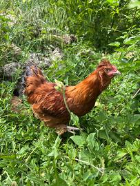 Gallina Incrocio Moroseta e Ovaiola