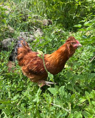 Gallina Incrocio Moroseta e Ovaiola