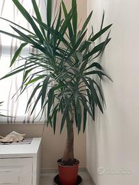 Yucca da interno 2,20 m – in salute, con vaso