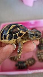 Baby tartarughe 2025