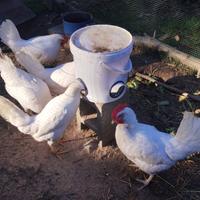 Galline ovaiole livornesi