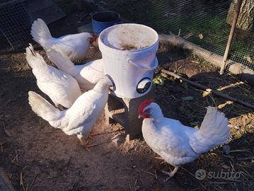 Galline ovaiole livornesi