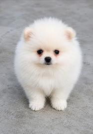 Spitz pomerania