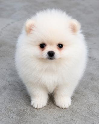 Spitz pomerania