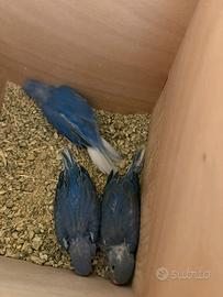 Parrocchetti dal collare