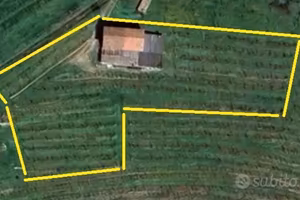 Rustico con Vigneto DOCG