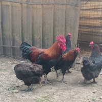 Trio marans