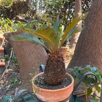 Cycas