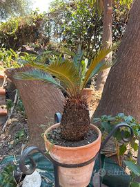 Cycas