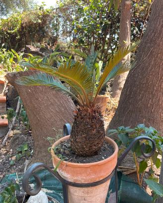 Cycas