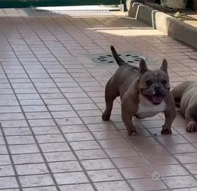 American bully