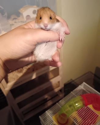 Criceto