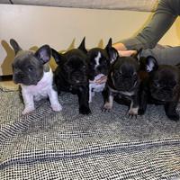Bulldog francesi