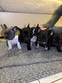 Bulldog francesi