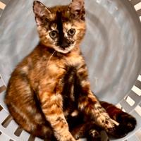 Gattina incrocio Bengala