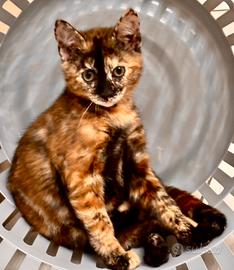 Gattina incrocio Bengala