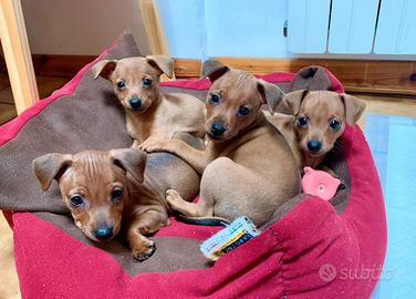 Cuccioli di Pinscher Nano