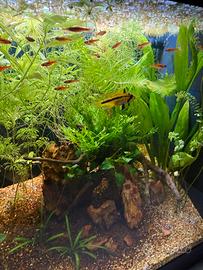 Aquario Amtra con pesci