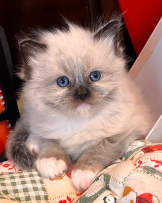 Ragdoll cucciolo
