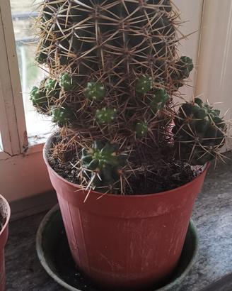 pianta grassa 