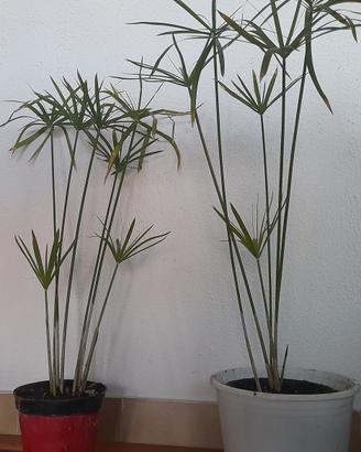 papiro