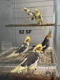 Calopsiti coppie e singoli