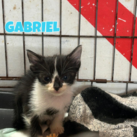 Cinque gattini di tre mesi