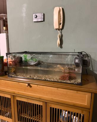 Acquario