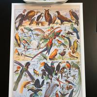 Poster vintage stampa uccelli esotici grande