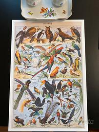 Poster vintage stampa uccelli esotici grande