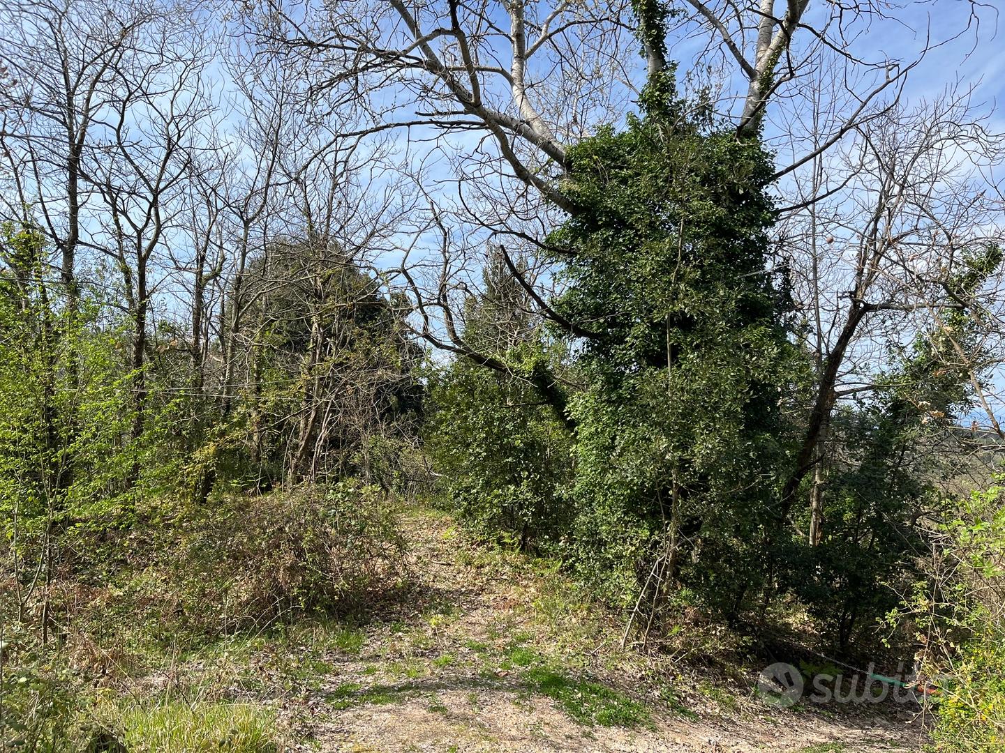 Terreno agricolo con rudere rurale Chianni (PI) - Vista 3