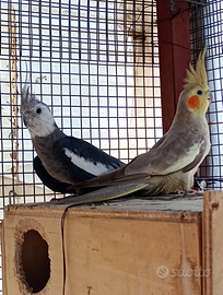 Coppia calopsite riproduttiva