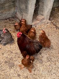 Galline