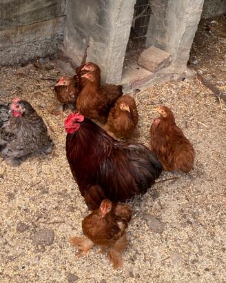Galline