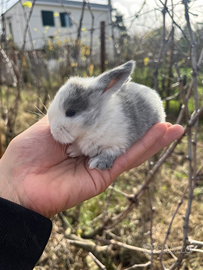 Conigli ariete cuccioli