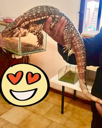 Tegu argentino