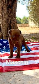 Americano Pitbull terrier