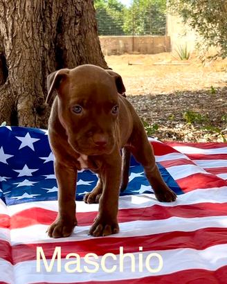 Americano Pitbull terrier