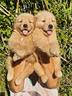 cuccioli-di-golden-retriever-americani-puri