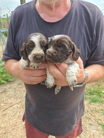 Cuccioli di cocker