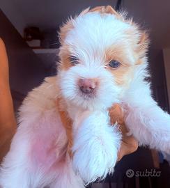 Cucciolo Biewer Yorkshire golddust