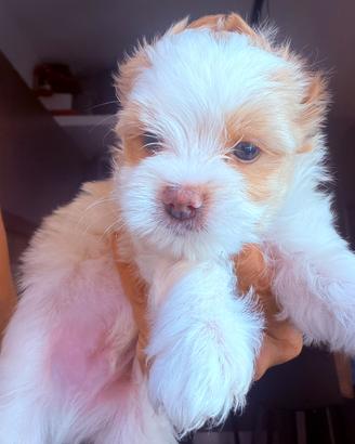 Cucciolo Biewer Yorkshire golddust