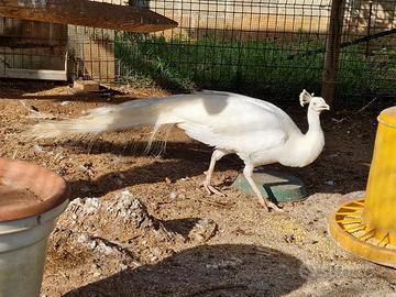 Pavone bianco adulto
