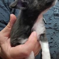 Chihuahua