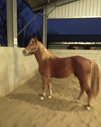 Doppio pony